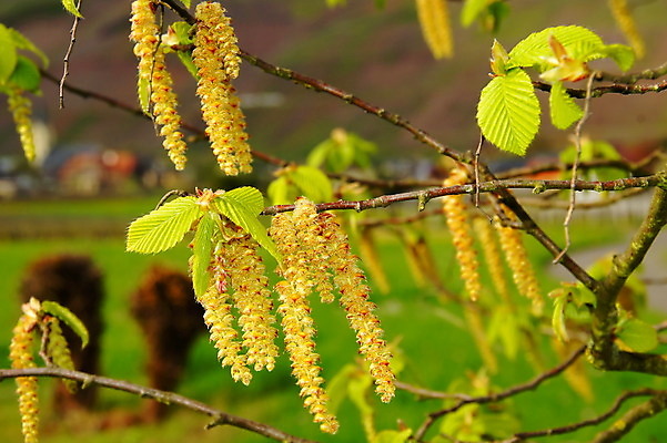 포토 JPG 해외이미지 하늘 사람없음 초록색 파란색 노란색 봄 벚꽃 나뭇가지 개화 닫기 꽃가루 알레르기 해외202004 해외포토 나무 계절 꽃 컬러 모션 질병 가루 파일형식 이미지허브