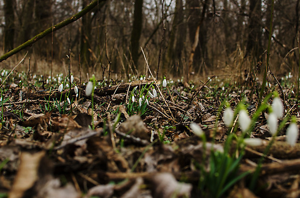 포토 JPG 해외이미지 식물 계절 꽃 분홍색 꽃다발 밭 자연 휴식 부활절 선물 사랑 사람없음 야외 초록색 여름 빛 컬러풀 햇빛 태양 장미 노란색 정원 봄 신선 우아함 제비꽃 데이지 향기 아로마 천국 해외202004 해외포토 자연요소 기념일 감정 컬러 컨셉 농업 생태계 냄새 파일형식 이미지허브