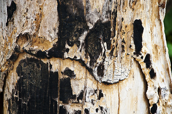 포토 JPG 해외이미지 나무 산업 벽 백그라운드 무늬 패턴 표면 불 추상 미술 사람없음 목재 갈색 수확 시골 판넬 거친 널 숲 자르기 묘사 질감 목공예 숯 잡동사니 내추럴 그런지 방법 석탄 수목 옛날 노화 해외202004 해외포토 자연요소 식물 컬러 컨셉 농업 재료 모션 문화예술 공예 파일형식 이미지허브