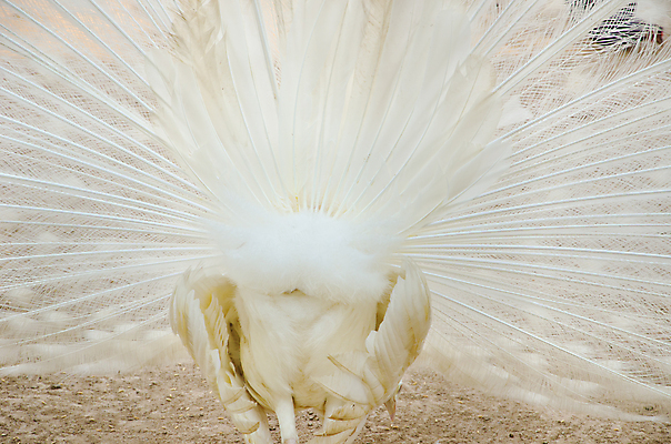 포토 JPG 해외이미지 동물 1 전통 야생동물 패턴 자연 조류 기술 동물원 사람없음 머리 걷기 활발 흰색 의식 우아함 공작 깃털 어깨 꼬리 부리 쇼 보여주기 꿩 짝짓기 내추럴 동물상 이국적 해외202004 해외포토 컬러 컨셉 무늬 모션 신체부위 조형물 생태계 파일형식 이미지허브