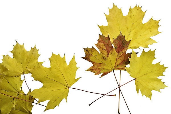 포토 JPG 해외이미지 나무 식물 계절 분홍색 백그라운드 단풍 잎 패턴 오렌지 자연 표면 추상 사람없음 야외 빨간색 초록색 물 여름 빛 컬러풀 반사 갈색 노란색 환경 정원 봄 활발 거울 성장 가을 흰색 나뭇가지 신선 액체 숲 오브젝트 유기농 질감 해외202004 해외포토 자연요소 웰빙 컬러 컨셉 무늬 과일 생태계 파일형식 이미지허브