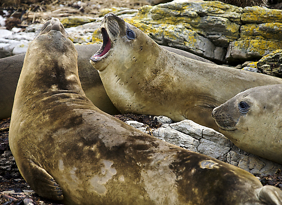 포토 JPG 해외이미지 동물 야생동물 여행 포유류 자연 사람없음 그룹 물개 동물상 식민지 해외202004 해외포토 조형물 바다동물 생태계 파일형식 이미지허브