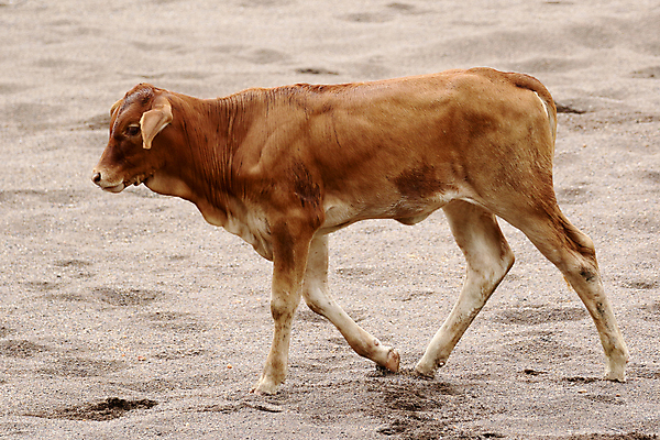 포토 JPG 해외이미지 동물 전통 아시아 종교 문화 음식 모래 벽 여행 백그라운드 포유류 자연 휴식 주택 3 서기 풍경 사람없음 야외 빨간색 물 여름 컬러풀 갈색 여행객 소고기 소 인도인 휴양지 황소 신성 옛날 해외202004 해외포토 자연요소 외국인 계절 나라 컬러 컨셉 모션 육류 사람 동양인 건물 장소 생태계 파일형식 이미지허브