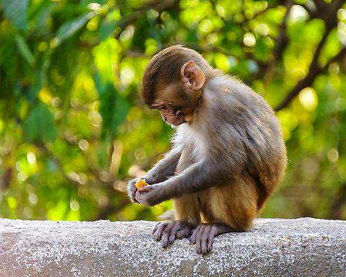 포토 JPG 해외이미지 동물 공원 야생동물 벽 잎 오렌지 과일 포유류 청소년 자연 귤 관리 앉기 사람없음 야외 원숭이 아기 행운 보호 작음 신성 네팔 지능 카트만두 그리너리 해외202004 해외포토 식물 공공시설 아시아 컨셉 모션 사람 크기 생태계 파일형식 트랜드컬러 이미지허브