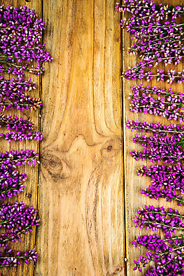 포토 JPG 해외이미지 식물 계절 꽃 분홍색 꽃다발 백그라운드 자연 탁자 사람없음 목재 장식 여름 정원 보라색 벚꽃 가을 개화 제비꽃 내추럴 해외202004 해외포토 나무 컬러 가구 재료 생태계 파일형식 이미지허브