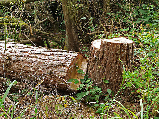 포토 JPG 해외이미지 나무 식물 부분 자연 사람없음 목재 초록색 갈색 쌓기 나뭇가지 소나무 숲 낟알 자르기 통나무 나무껍질 연료 잡동사니 내추럴 벌목 수목 옛날 개조 해외202004 해외포토 컬러 재료 모션 껍질 생태계 파일형식 이미지허브
