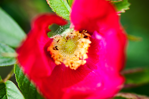 포토 JPG 해외이미지 식물 1 꽃잎 꽃 줄기 백그라운드 잎 꽃무늬 자연 잔디 사람없음 야외 빨간색 초록색 노란색 머리 정원 웹 봄 벚꽃 신선 개화 정상 거미줄 허브 싱글 원예 향기 아로마 화단 내추럴 꽃수술 작약 세련 해외202004 해외포토 계절 컬러 무늬 인터넷 취미 신체부위 생태계 냄새 파일형식 이미지허브
