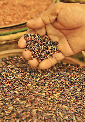 포토 JPG 해외이미지 전통 손 산업 음식 농업 다이어트 채소 재료 태국 밥 건강 관리 옥수수 요리 씨앗 사람 동양인 사람없음 농작물 바구니 상점 주방 식사 중국 활발 수확 시골 맛 농부 낟알 시리얼 먹기 대나무 유기농 알맹이 날것 팔 점심식사 생식 숙성 채식주의자 핵심 해외202004 해외포토 나무 식물 직업 웰빙 아시아 컨셉 모션 곡류 인종 신체부위 채식 파일형식 이미지허브