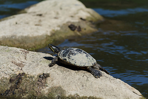 포토 JPG 해외이미지 동물 야생동물 캐나다 파충류 자연 사람없음 야외 가로 초록색 물 컬러풀 사진촬영 껍질 연못 거북이 해외202004 해외포토 자연요소 컬러 북아메리카 촬영 생태계 파일형식 이미지허브