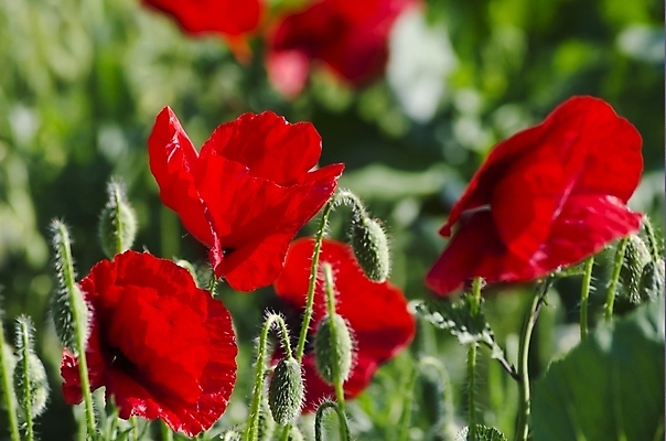 포토 JPG 해외이미지 식물 계절 꽃 백그라운드 꽃무늬 밭 자연 하늘 풍경 사람없음 야외 빨간색 초록색 여름 햇빛 정원 봄 벚꽃 양귀비 내추럴 해외202004 해외포토 컬러 무늬 농업 태양 생태계 파일형식 이미지허브