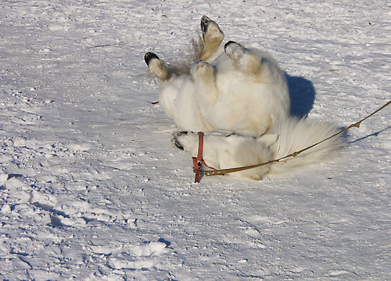 포토 JPG 해외이미지 동물 계절 겨울 밭 농업 자연 하늘 풍경 사람없음 야외 목재 빨간색 파란색 울타리 농장 농경지 맑음 얼음 추위 흰색 시골 서리 조랑말 외양간 방목장 밭일 눈내림 해외202004 해외포토 자연요소 나무 산업 컬러 재료 날씨 눈_날씨 담장 말_동물 생태계 파일형식 이미지허브