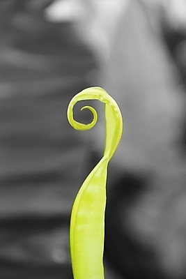 포토 JPG 해외이미지 식물 잎 자연 사람없음 환경 내추럴 해외202004 해외포토 생태계 파일형식 이미지허브