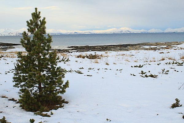포토 JPG 해외이미지 나무 겨울 자국 자연 하늘 산 파노라마 노르웨이 풍경 사람없음 파란색 여행객 계곡 등산 트래킹 바위 흰색 정상 숲 언덕 해외202004 해외포토 식물 계절 유럽 컬러 레저 촬영기법 사람 돌_바위 생태계 파일형식 이미지허브
