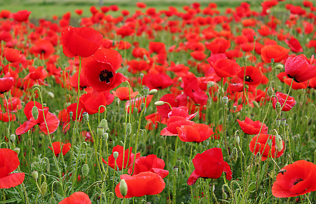 포토 JPG 해외이미지 식물 계절 꽃잎 꽃 꽃무늬 밭 자연 사람없음 빨간색 초록색 봄 활발 벚꽃 양귀비 해외202004 해외포토 컬러 컨셉 무늬 농업 생태계 파일형식 이미지허브
