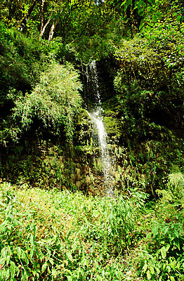 포토 JPG 해외이미지 식물 계절 공원 여행 잎 모션 자연 산 이끼 풍경 사람없음 야외 초록색 물 강 평화 환경 화목 침묵 봄 활발 젖음 흐름 가을 바위 시골 신선 액체 개울 떨어짐 숲 열대우림 순수 속도 내추럴 생태학 파라다이스 해외202004 해외포토 자연요소 공공시설 교육 컬러 컨셉 소리 돌_바위 생태계 파일형식 이미지허브