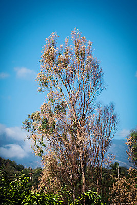 포토 JPG 해외이미지 나무 식물 계절 공원 백그라운드 잎 밭 자연 날씨 휴가 산 풍경 사람없음 야외 목재 초록색 파란색 빛 환경 맑음 나뭇가지 신선 센터 숲 큼 땅 오브젝트 싱글 유기농 장면 내추럴 옛날 해외202004 해외포토 웰빙 공공시설 컬러 농업 재료 크기 생태계 파일형식 이미지허브