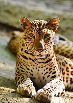 포토 JPG 해외이미지 동물 공원 야생동물 백그라운드 포유류 아프리카 자연 친절 털 사람없음 환경 검은색 고양이 흰색 표현 호랑이 황무지 치아 위험 사파리 육식동물 서식지 표범 재규어 포식 해외202004 해외포토 공공시설 나라 컬러 컨셉 반려동물 소화기관 생태계 파일형식 이미지허브