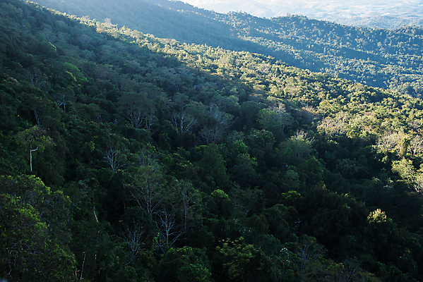 포토 JPG 해외이미지 나무 식물 백그라운드 밭 자연 하늘 아침 풍경 사람없음 야외 가로 초록색 여름 빛 햇빛 환경 소나무 숲 민들레 상록수 침엽수 전나무 해외202004 해외포토 주간 계절 꽃 컬러 농업 태양 생태계 파일형식 이미지허브