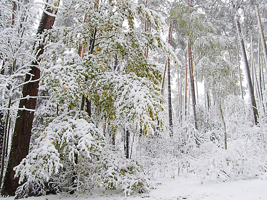 포토 JPG 해외이미지 나무 식물 단풍 크리스마스 겨울 자연 풍경 사람없음 컬러풀 얼음 침묵 흰색 나뭇가지 숲 서리 해외202004 해외포토 자연요소 계절 기념일 컬러 잎 소리 생태계 파일형식 이미지허브