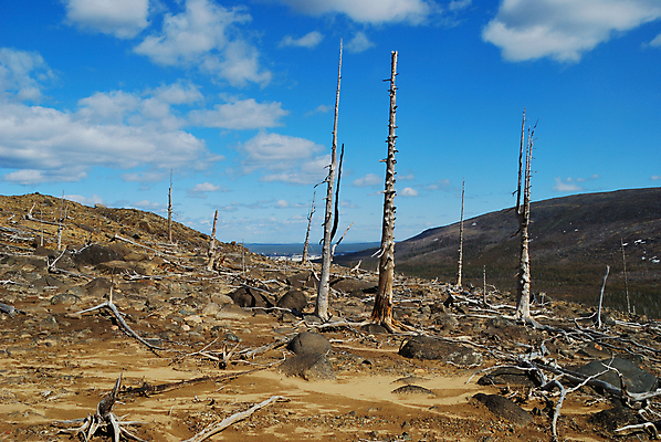 포토 JPG 해외이미지 나무 식물 구름 자연 산 건조 풍경 사람없음 목재 환경 죽음 숲 언덕 부식 뿌리 생태학 옛날 해외202004 해외포토 자연요소 교육 재료 생태계 파일형식 이미지허브