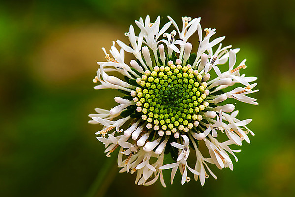포토 JPG 해외이미지 식물 계절 꽃 백그라운드 꽃무늬 밭 자연 버튼 풍경 사람없음 초록색 여름 햇빛 태양 노란색 정원 미국 봄 흰색 밀 허브 데이지 해외202004 해외포토 자연요소 컬러 북아메리카 무늬 농업 곡류 생태계 파일형식 이미지허브