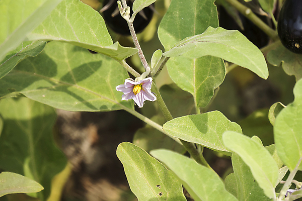 포토 JPG 해외이미지 식물 계절 꽃 음식 줄기 잎 농업 다이어트 채소 자연 가지 건강 요리 사람없음 초록색 여름 빛 농장 정원 보라색 어둠 수확 성장 시골 신선 시장 먹기 제비꽃 유기농 원예 내추럴 밭일 숙성 온실 채식주의자 해외202004 해외포토 웰빙 산업 컬러 모션 취미 생태계 채식 파일형식 이미지허브