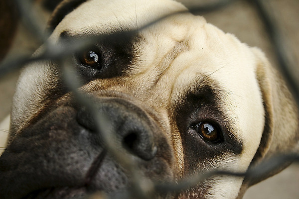 포토 JPG 해외이미지 동물 응시 앉기 사람없음 야외 울타리 반려동물 머리 가축 듣기 개 코 송곳니 기르기 동물상 유래 해외202004 해외포토 시선 포유류 모션 신체부위 담장 조형물 치아 돌봄 파일형식 이미지허브