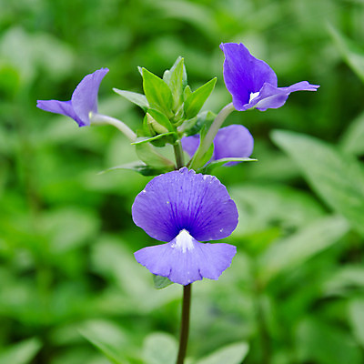 포토 JPG 해외이미지 나무 식물 공원 꽃잎 꽃 아시아 음식 나비 잎 꽃무늬 날개 가족 태국 자연 열대 말하기 동양인 사람없음 야외 장식 초록색 파란색 정원 보라색 개화 닫기 관목 원예 비둘기 완두콩 포도나무 해외202004 해외포토 공공시설 나라 컬러 곤충 무늬 관계 모션 조류 콩 인종 취미 과일나무 생태계 파일형식 이미지허브