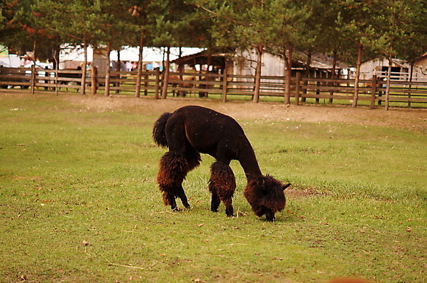 포토 JPG 해외이미지 동물 야생동물 포유류 자연 풍경 사람없음 농장 머리 라틴아메리카 모피 피부 질감 아르헨티나 양모 라마 밭일 페루 해외202004 해외포토 농업 아메리카 신체부위 직물 남아메리카 생태계 파일형식 이미지허브
