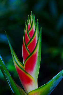 포토 JPG 해외이미지 나무 식물 꽃잎 꽃 잎 꽃무늬 자연 사람없음 빨간색 초록색 컬러풀 정원 숲 열대우림 벨리즈 내추럴 과테말라 해외202004 해외포토 컬러 무늬 중앙아메리카 생태계 파일형식 이미지허브