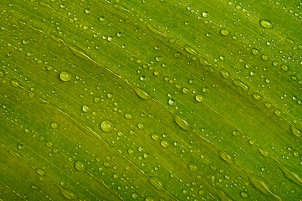 포토 JPG 해외이미지 식물 잎 표면 추상 사람없음 초록색 물 빛 젖음 액체 떨어짐 이슬 빗방울 해외202004 해외포토 자연요소 컬러 컨셉 무늬 비_날씨 파일형식 이미지허브