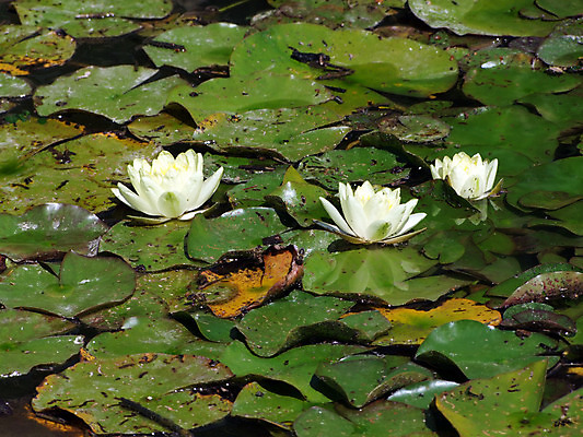 포토 JPG 해외이미지 식물 꽃잎 꽃 호수 분홍색 백그라운드 꽃무늬 자연 휴식 연꽃 사람없음 야외 초록색 물 여름 장미 정원 벚꽃 물방울 연못 닫기 명상 분수 싱글 대야 평야 해외202004 해외포토 자연요소 계절 컬러 컨셉 무늬 모션 생태계 파일형식 이미지허브