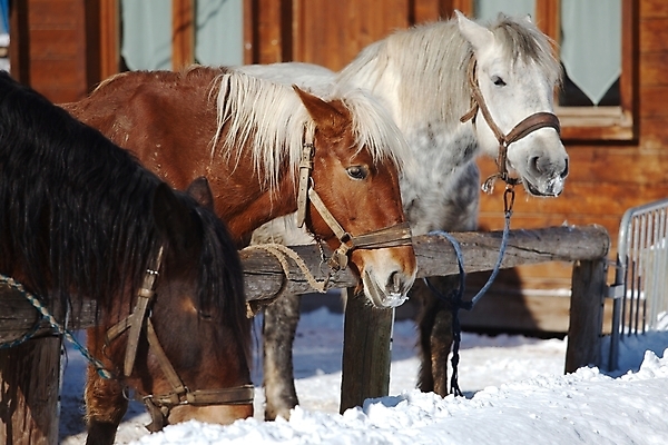 포토 JPG 해외이미지 동물 겨울 밭 농업 3 사람없음 농장 갈색 머리 어둠 침묵 목장 추위 슬픔 안개 가을 시골 그룹 승차 땅 장면 갈기 흐림 유지 외양간 해외202004 해외포토 계절 감정 산업 컬러 모션 날씨 신체부위 소리 파일형식 이미지허브