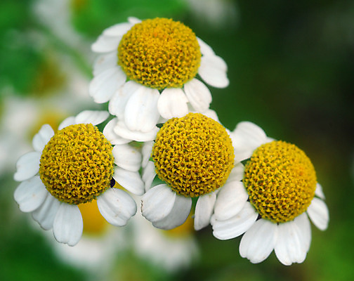 포토 JPG 해외이미지 식물 꽃 자연 사람없음 노란색 정원 봄 흰색 작음 허브 원예 캐모마일 해외202004 해외포토 계절 컬러 취미 크기 생태계 파일형식 이미지허브