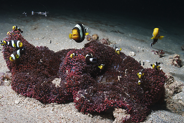 포토 JPG 해외이미지 새우 사람없음 노란색 수중 인도네시아 태평양 아네모네 해외202004 해외포토 꽃 아시아 바다 컬러 갑각류 파일형식 이미지허브