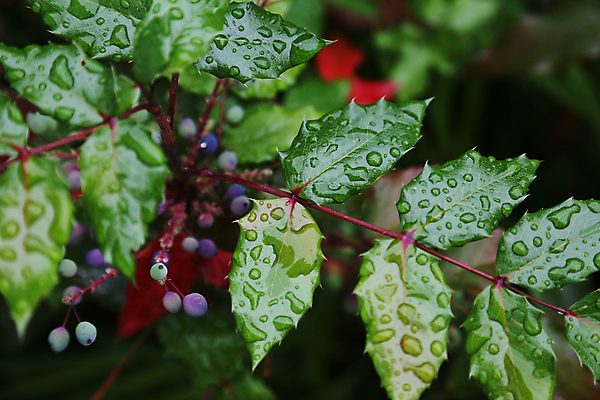 포토 JPG 해외이미지 나무 계절 백그라운드 잎 자연 벽지 추상 사람없음 야외 물 노란색 활발 가을 나뭇가지 떨어짐 질감 내추럴 고립 해외202004 해외포토 자연요소 식물 컬러 컨셉 무늬 생태계 파일형식 이미지허브