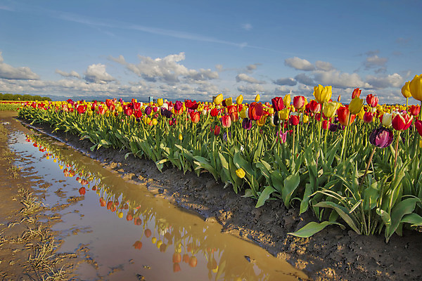 포토 JPG 해외이미지 식물 구름 계절 꽃 분홍색 여행 북아메리카 전구 자연 하늘 풍경 사람없음 야외 빨간색 물 파란색 컬러풀 농장 농경지 반사 노란색 보라색 축제 미국 봄 놀이방 젖음 튤립 흰색 시골 진흙 섞기 해외202004 해외포토 자연요소 컬러 농업 아메리카 생태계 파일형식 이미지허브