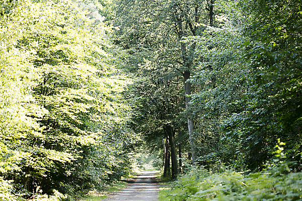 포토 JPG 해외이미지 나무 계절 공원 도로 여행 잎 밭 교통시설 자연 산 풍경 사람없음 야외 목재 초록색 여름 파란색 햇빛 태양 노란색 계곡 맑음 어둠 봄 가을 시골 황무지 터널 숲 신비 아스팔트 먼지 장면 북쪽 루트 방법 몽환 수평선 해외202004 해외포토 자연요소 식물 공공시설 길 컬러 교통 컨셉 농업 재료 날씨 방향 시설 생태계 파일형식 이미지허브