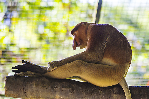 포토 JPG 해외이미지 나무 동물 커플 공원 남자 아시아 야생동물 여행 포유류 자연 종류 서기 앉기 사람없음 원숭이 숲 먹기 코 멸종 단상 말레이시아 수유 이국적 해외202004 해외포토 식물 공공시설 나라 관계 모션 사람 신체부위 생태계 파일형식 이미지허브