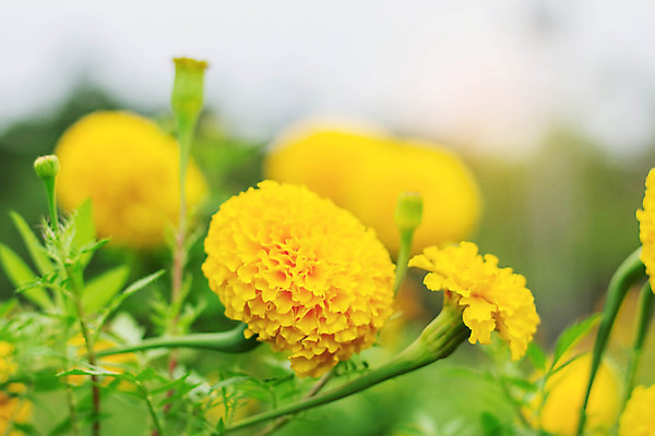 포토 JPG 해외이미지 나무 식물 계절 공원 꽃잎 꽃 아시아 종교 백그라운드 꽃무늬 밭 불교 오렌지 태국 자연 하늘 동양인 사람없음 장식 초록색 여름 컬러풀 노란색 머리 믿음 정원 봄 활발 성장 벚꽃 신선 개화 황금 내추럴 블러 해외202004 해외포토 공공시설 감정 나라 컬러 컨셉 무늬 농업 과일 인종 신체부위 생태계 파일형식 이미지허브