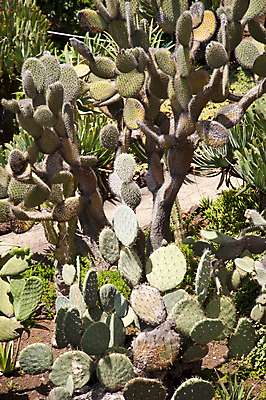 포토 JPG 해외이미지 나무 식물 공원 꽃 손바닥 사람없음 야외 초록색 와인 정원 벚꽃 개화 포르투갈 해외202004 해외포토 손 공공시설 유럽 컬러 주류 파일형식 이미지허브
