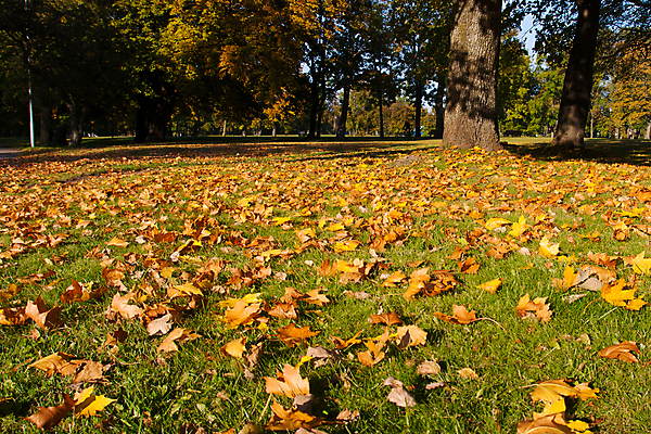 포토 JPG 해외이미지 나무 계절 공원 백그라운드 단풍 잎 오렌지 자연 사람없음 야외 노란색 가을 황금 해외202004 해외포토 식물 공공시설 컬러 과일 생태계 파일형식 이미지허브