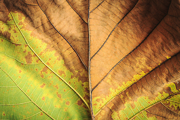 포토 JPG 해외이미지 나무 식물 계절 공원 백그라운드 잎 자연 건조 풍경 사람없음 야외 장식 초록색 여름 노란색 우주 정원 봄 가을 흰색 나뭇가지 차 숲 질감 내추럴 고립 대패 떠남 해외202004 해외포토 공공시설 음료 컬러 모션 생태계 파일형식 이미지허브