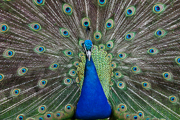 포토 JPG 해외이미지 동물 남자 백그라운드 패턴 자연 조류 기술 사람없음 초록색 파란색 컬러풀 머리 활발 의식 우아함 공작 전시회 깃털 꼬리 부리 목 보여주기 꿩 수탉 멀티 웅장함 터키석 해외202004 해외포토 컬러 컨셉 무늬 모션 사람 신체부위 전시 닭 보석 수컷 생태계 파일형식 이미지허브