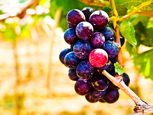 포토 JPG 해외이미지 식물 계절 산업 백그라운드 잎 밭 농업 과일 태국 자연 포도 추상 건강 사람없음 야외 초록색 여름 컬러풀 햇빛 우주 환경 와인 정원 봄 성장 가을 나뭇가지 신선 유기농 내추럴 양조장 해외202004 해외포토 나무 웰빙 아시아 컬러 무늬 주류 태양 생태계 파일형식 이미지허브