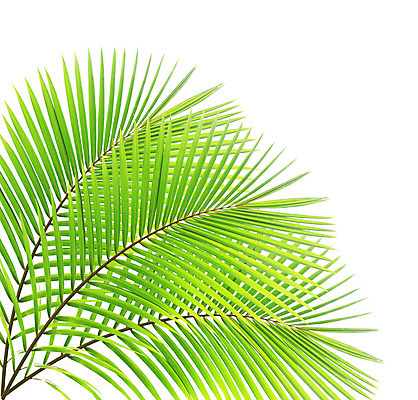 포토 JPG 해외이미지 나무 식물 줄기 백그라운드 잎 패턴 곡선 자연 손바닥 사람없음 초록색 여름 성장 흰색 나뭇가지 숲 코코넛 고립 해외202004 해외포토 손 계절 선 컬러 무늬 과일 생태계 파일형식 이미지허브