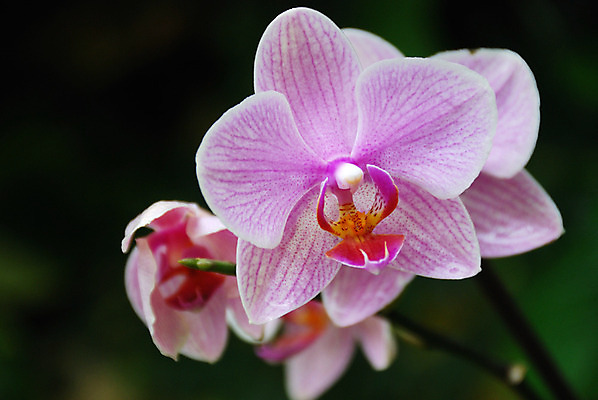 포토 JPG 해외이미지 식물 꽃잎 꽃 줄기 분홍색 백그라운드 잎 오렌지 자연 사람없음 장식 여름 머리 정원 보라색 봄 활발 벚꽃 흰색 나뭇가지 개화 난초 우아함 해외202004 해외포토 나무 계절 컬러 컨셉 과일 신체부위 생태계 파일형식 이미지허브