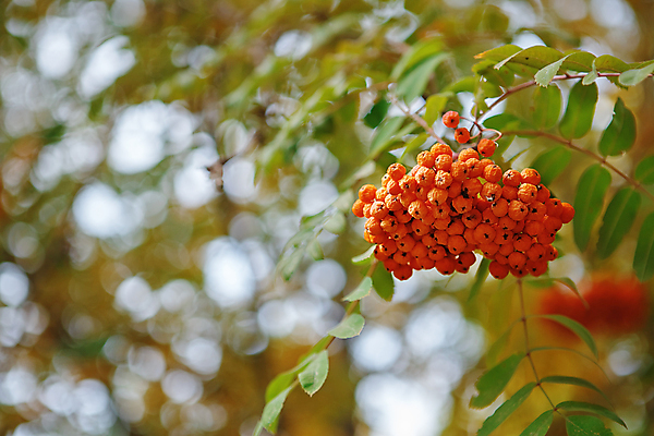 포토 JPG 해외이미지 나무 식물 계절 열매 백그라운드 오렌지 과일 자연 하늘 건강 사람없음 야외 목재 장식 빨간색 파란색 정원 맑음 가을 나뭇가지 신선 숲 11월 다발 유기농 내추럴 숙성 재 해외202004 해외포토 웰빙 컬러 재료 날씨 날짜 생태계 파일형식 이미지허브