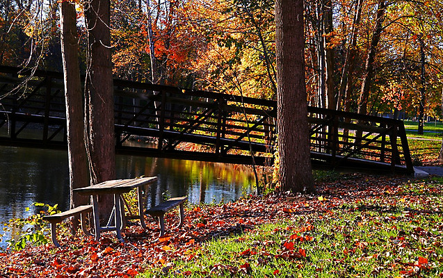 포토 JPG 해외이미지 나무 계절 공원 길 줄기 잎 오렌지 자연 풍경 사람없음 야외 초록색 컬러풀 노란색 평화 환경 산책로 가을 나뭇가지 황금 숲 9월 10월 해외202004 해외포토 식물 공공시설 컬러 컨셉 과일 날짜 생태계 파일형식 이미지허브