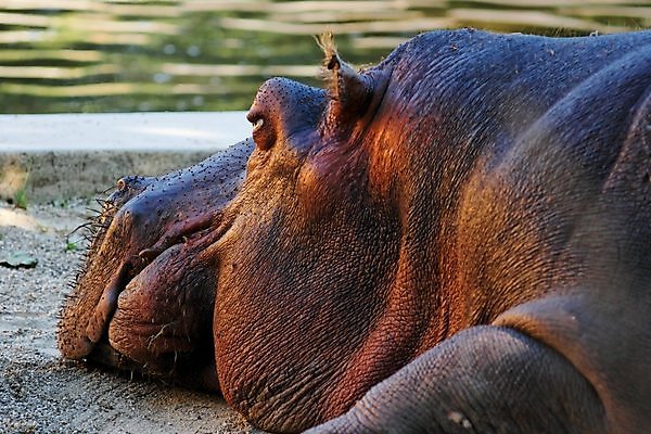 포토 JPG 해외이미지 동물 포유류 아프리카 휴식 동물원 사람없음 갈색 머리 잠 주름 닫기 큼 피부 묘사 질감 하마 거짓말 땅바닥 해외202004 해외포토 나라 컬러 컨셉 모션 바닥 신체부위 크기 파일형식 이미지허브